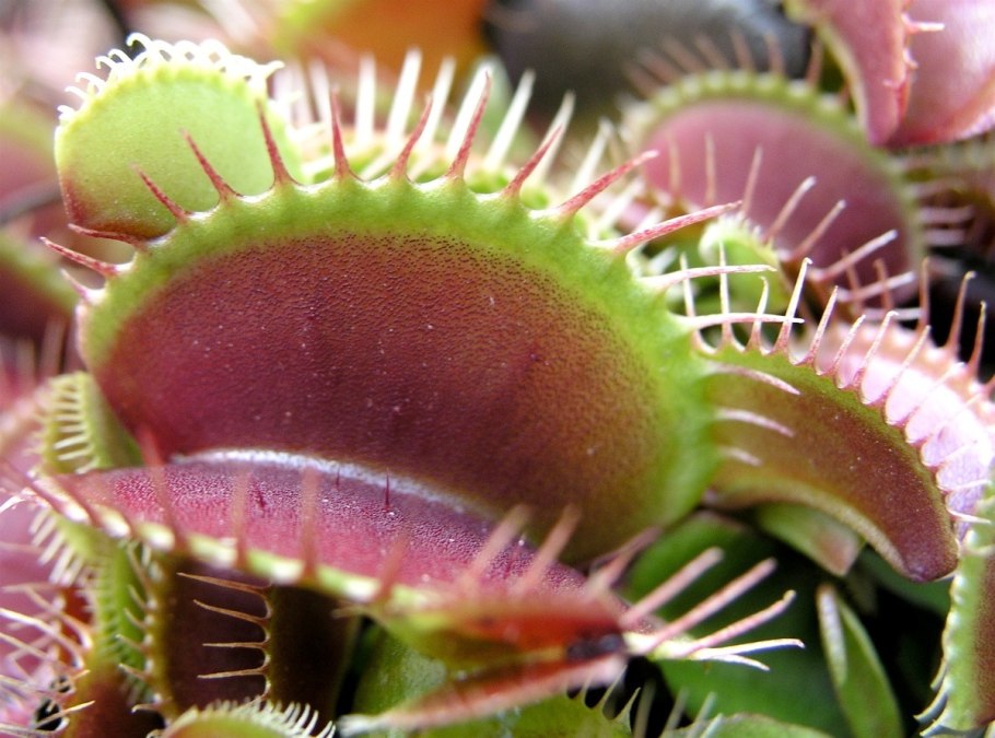Венерина мухоловка (Dionaea muscipula)