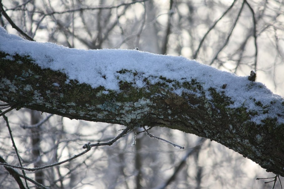 Кора дерева с мхом и снегом