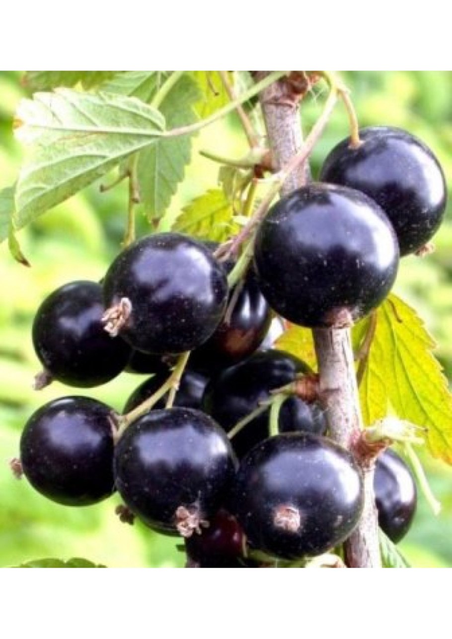 Смородина черная Мила