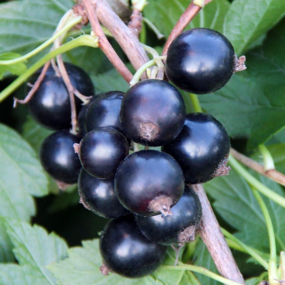 Черная смородина Нестор Козин