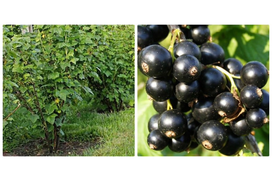 Черная смородина Ленинградский великан