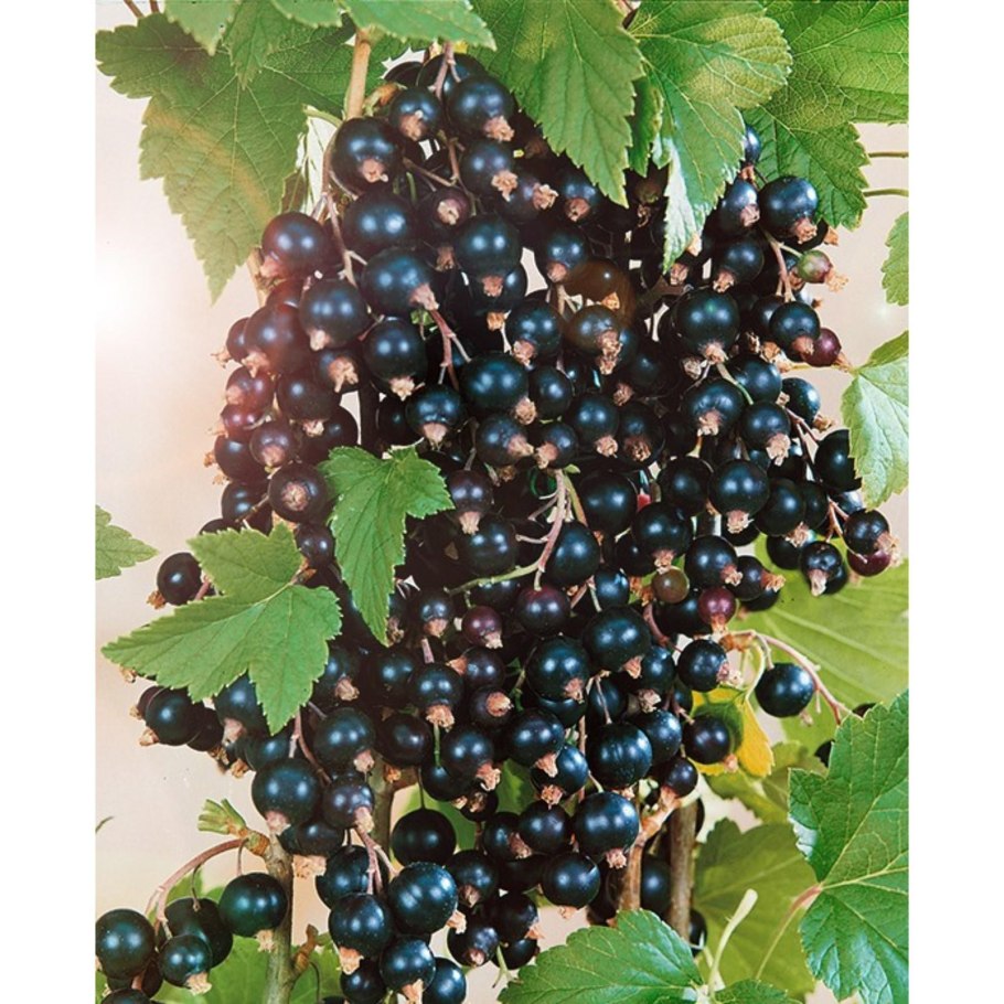 Смородина черная Сибилла