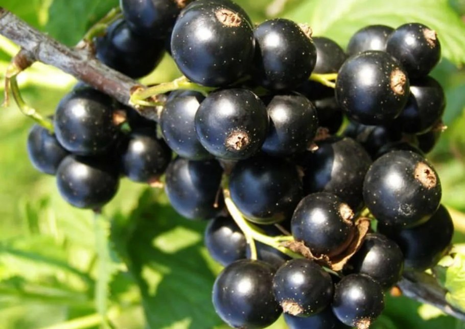 Смородина черная Орловская Серенада