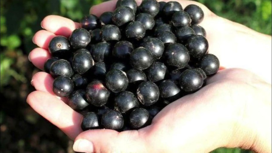 Черная смородина Садовая