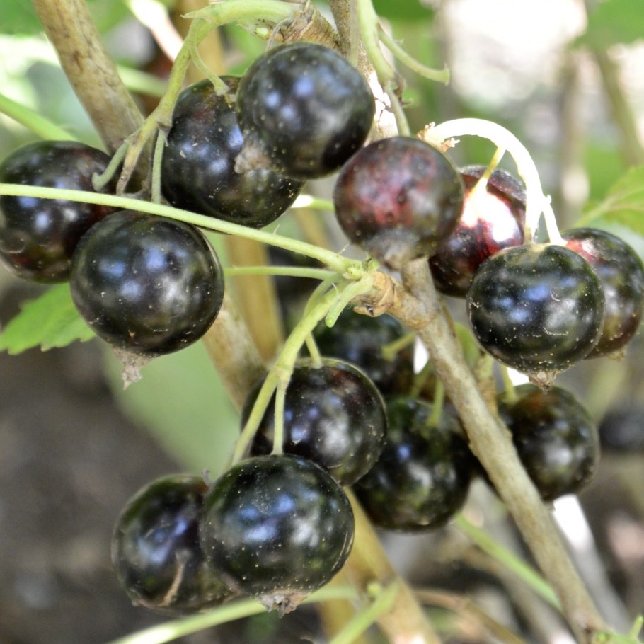 Смородина черная Фортуна