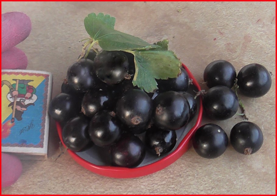 Смородина черная Гулливер