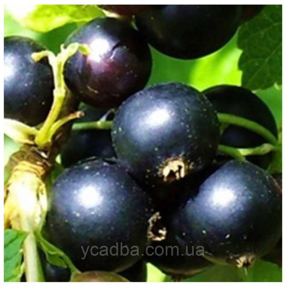 Черная смородина сорт Перун