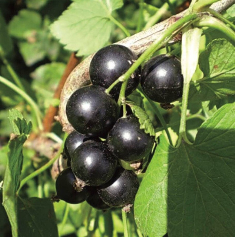 Смородина Тамерлан