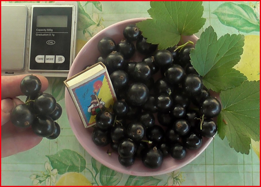 Черная смородина на белом фоне