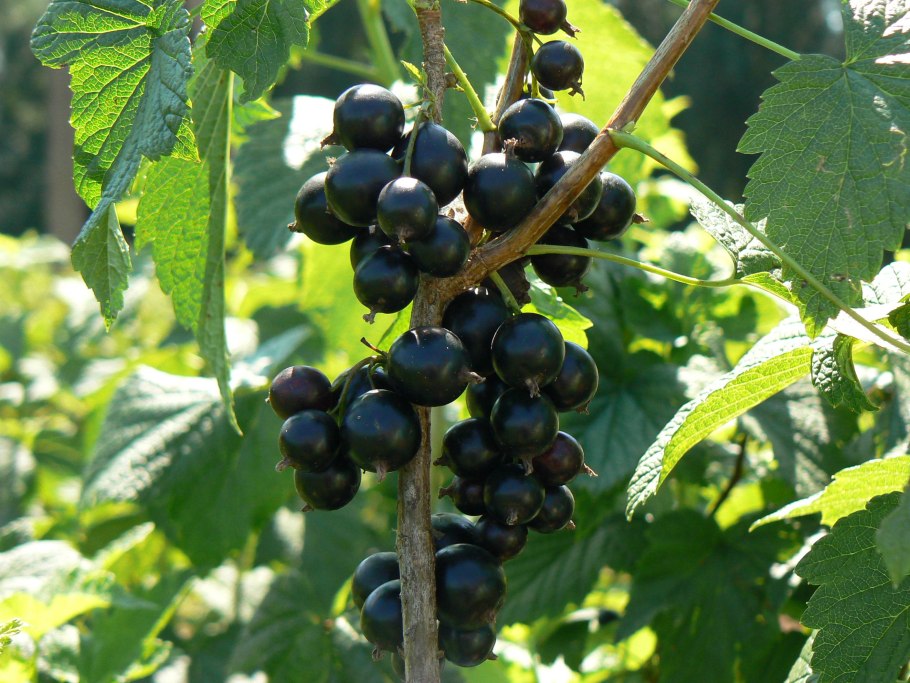 Смородина черная перспективные сорта мулатка