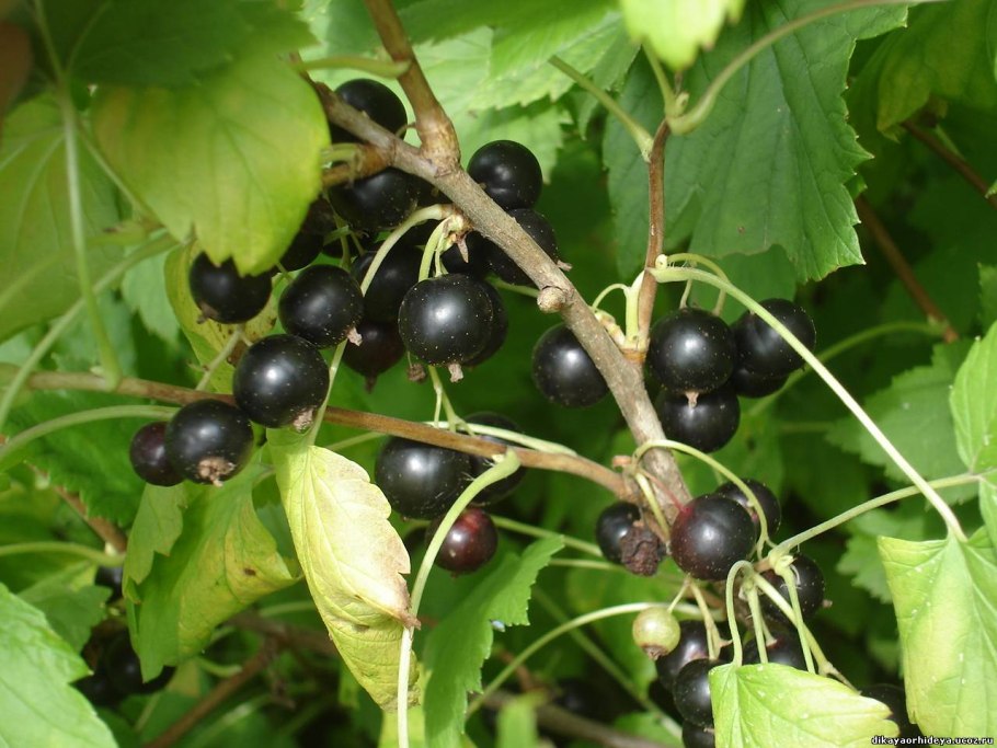 Смородина черная – ribes nigrum