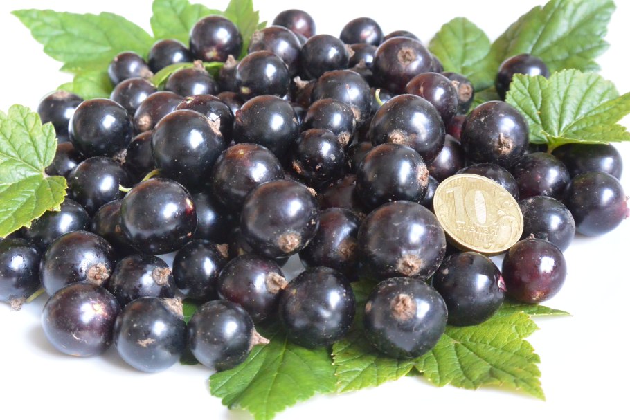 Смородина черная Биг Бен