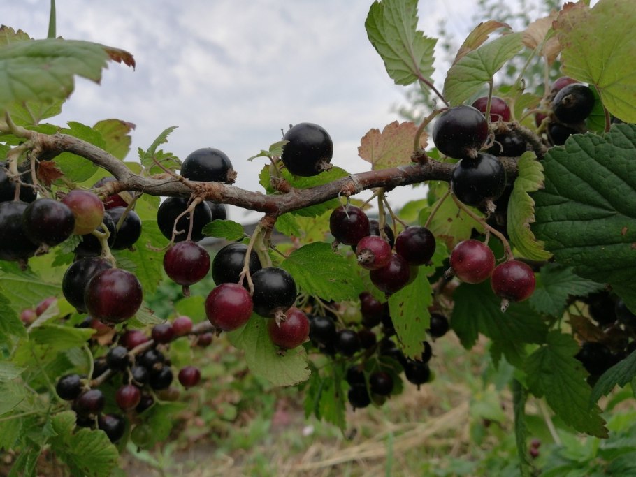 Смородина черная – ribes nigrum