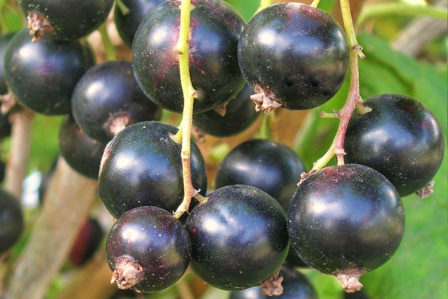 Смородина черная Литвиновская