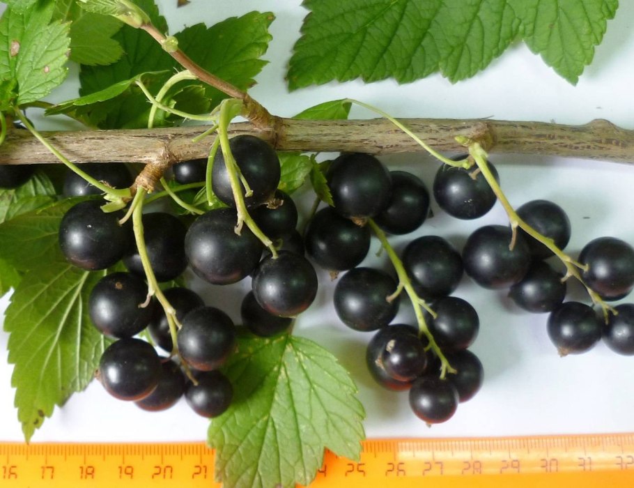 Смородина Селеченская 2