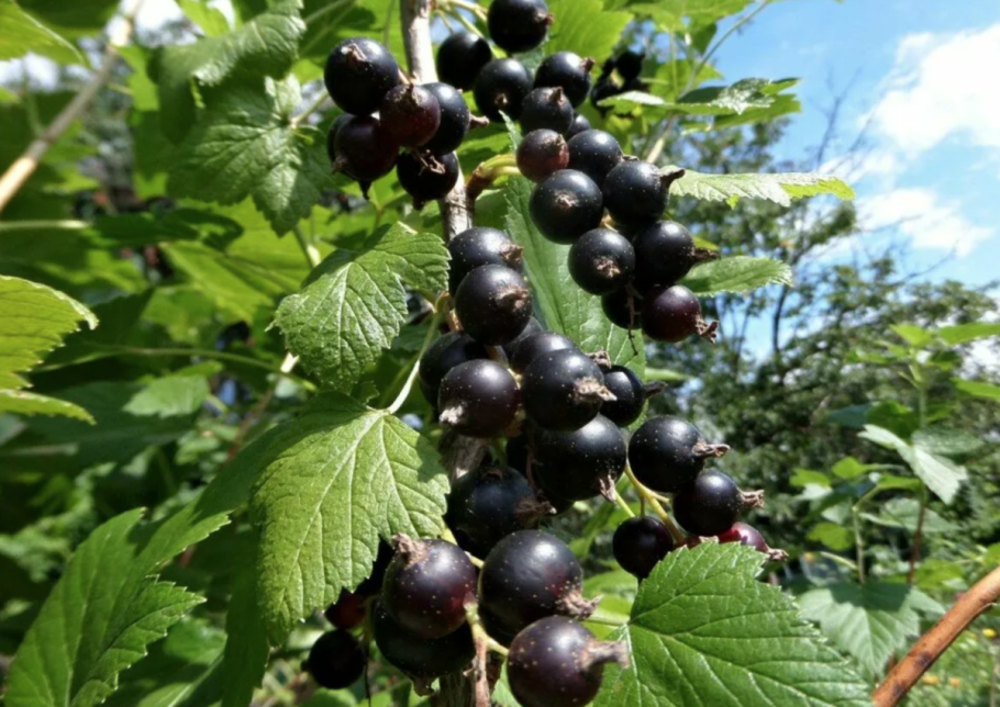 Орловский вальс черная смородина