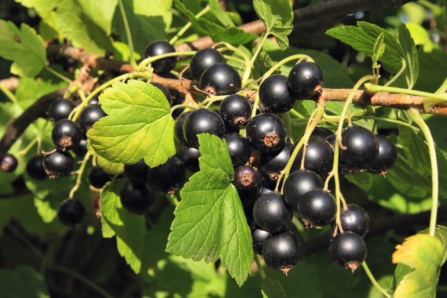 Blackcurrant Branch