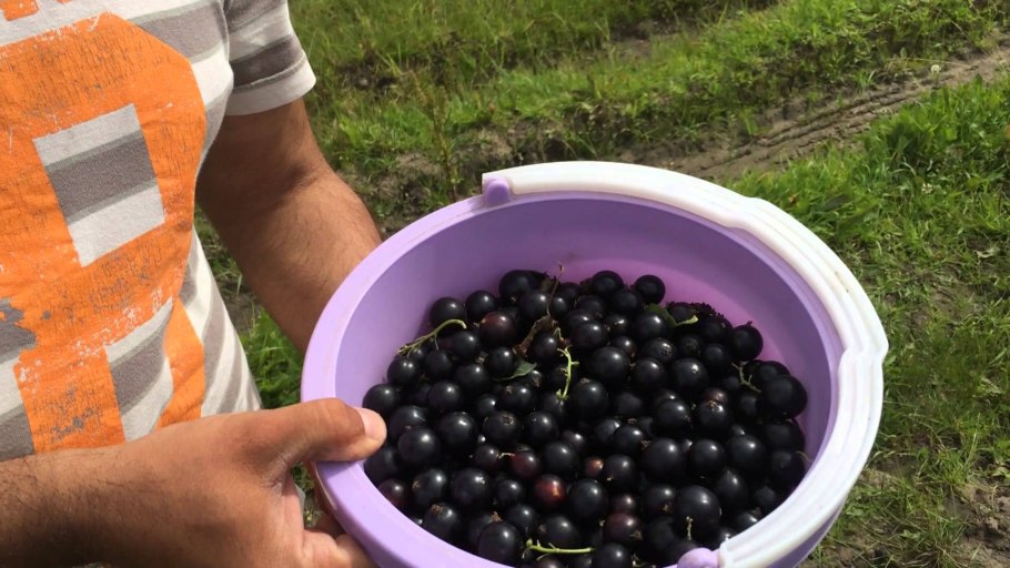 Смородина сорт Гулливер