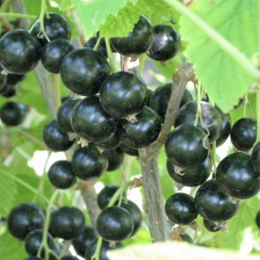 Смородина черная Селеченская 2