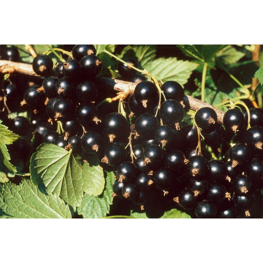 Листья черной смородины 50 гр.