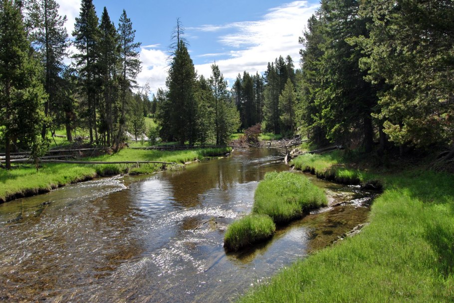 Йеллоустонский национальный парк Флора