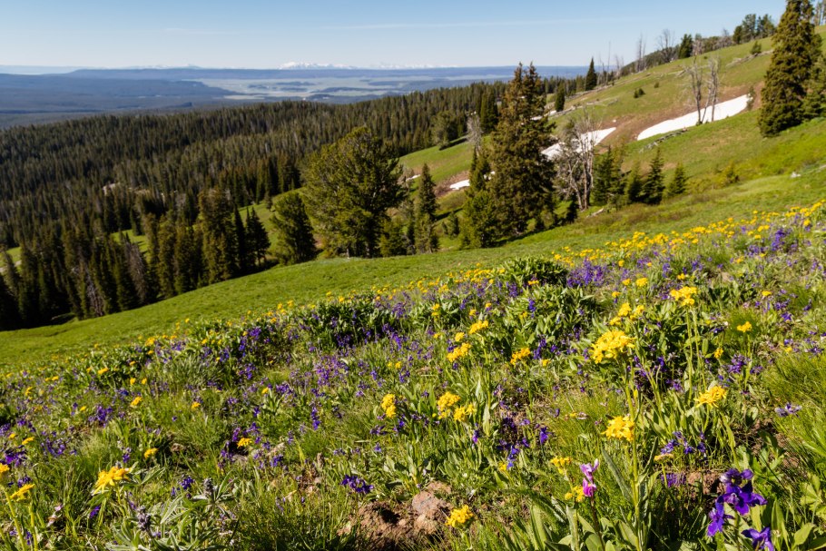 Гранд Титон национальный парк Еллоу Стоун животные