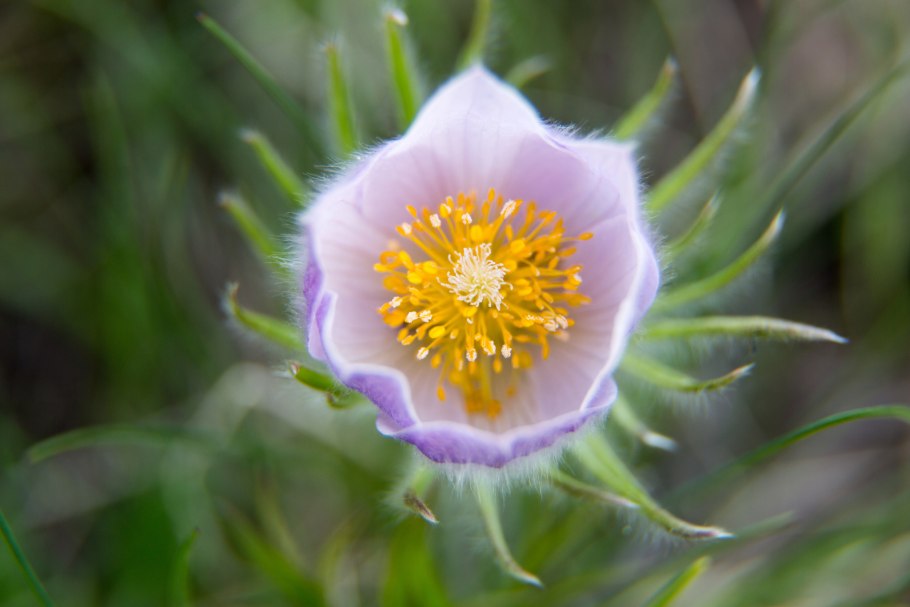 Национальный парк Йеллоустоун лес