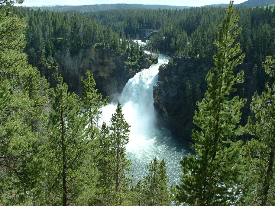 Йеллоустоун растения национальный парк