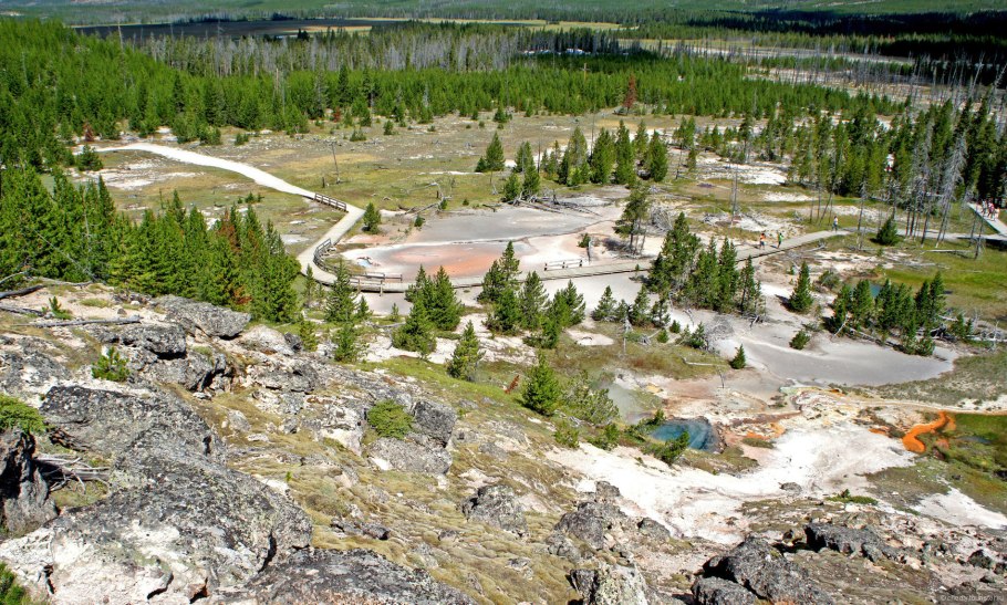 Йеллоустоун вапити