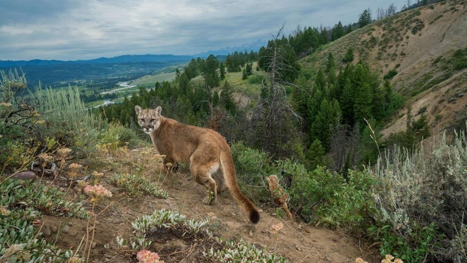 Заповедник Йеллоустонский национальный парк