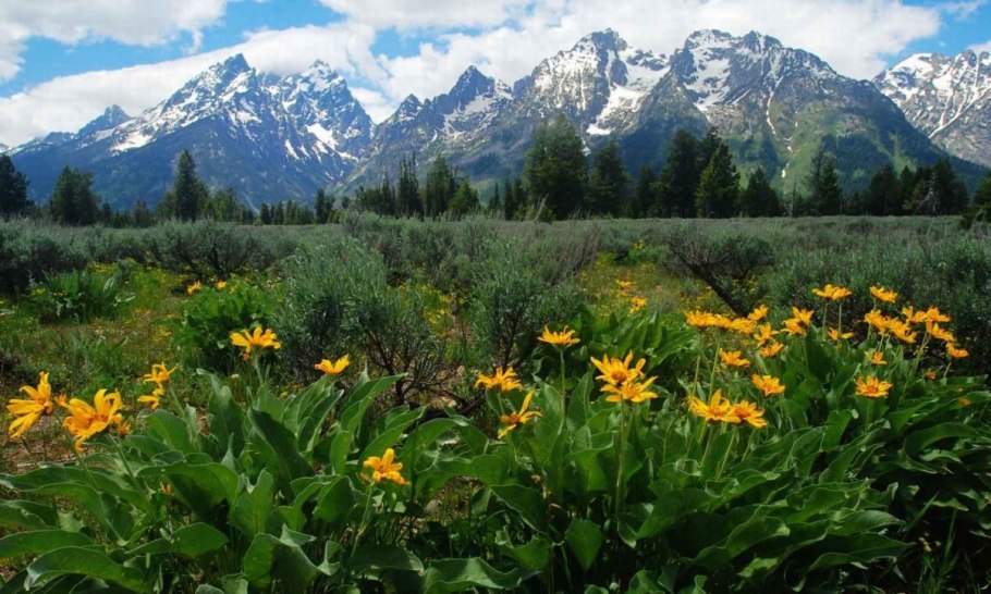 Йеллоустоун растения национальный парк