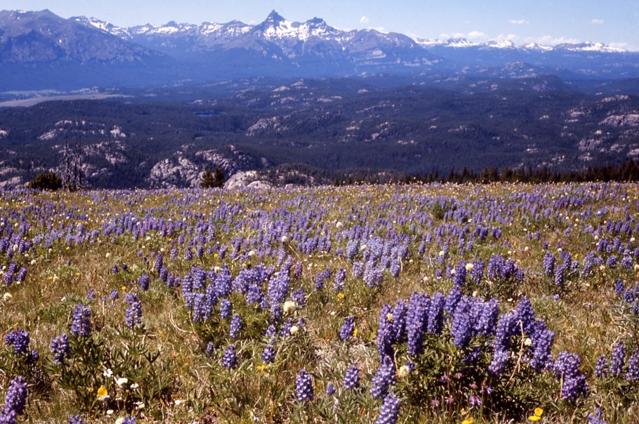 Флора Йеллоустонского национального парка