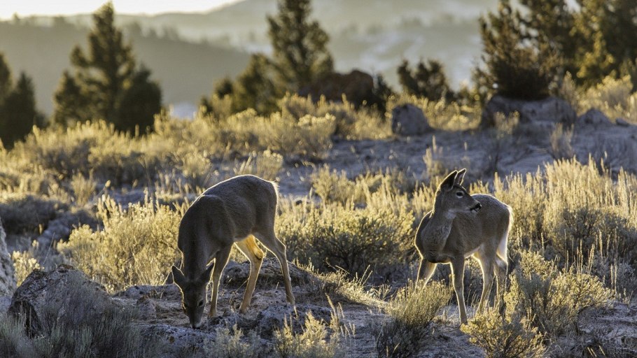Национальный парк Йеллоустоун Флора