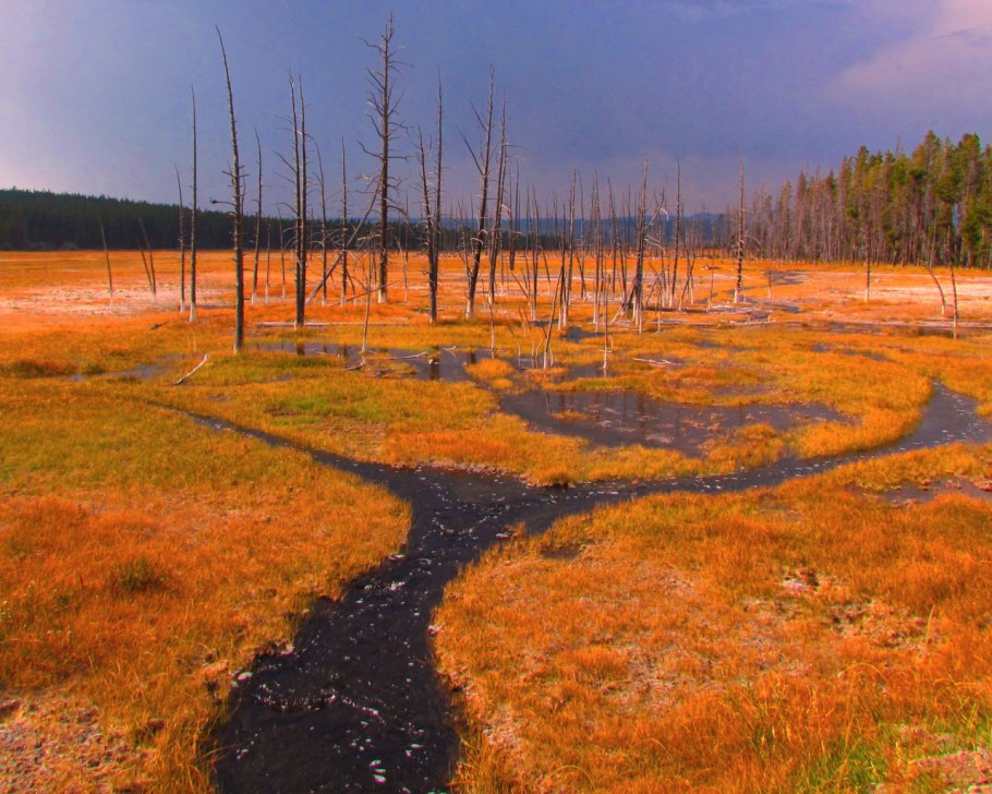 Йеллоустоун парк растения