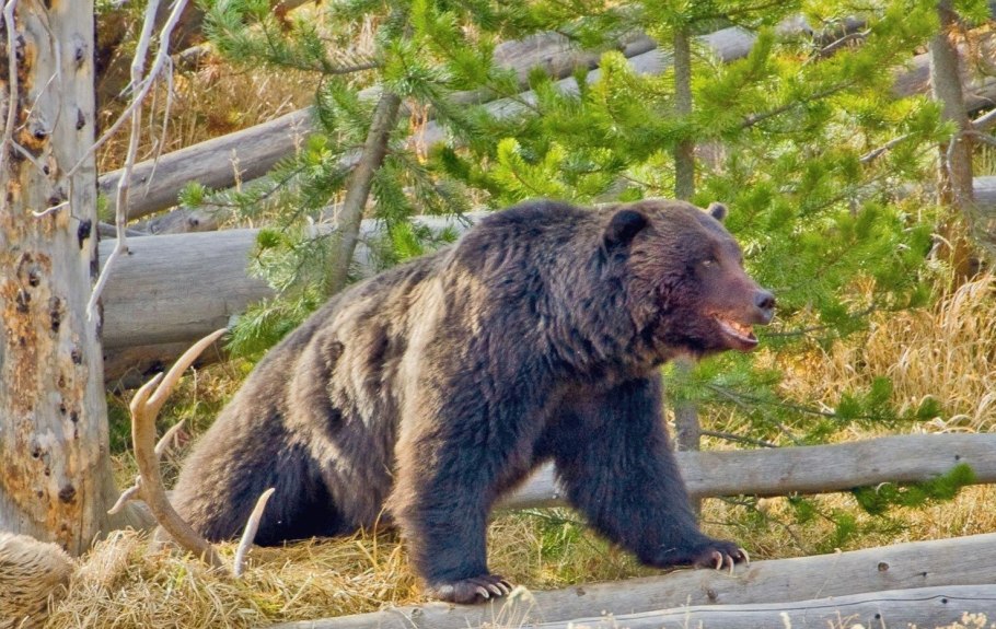 Бизоны Йеллоустонский парк
