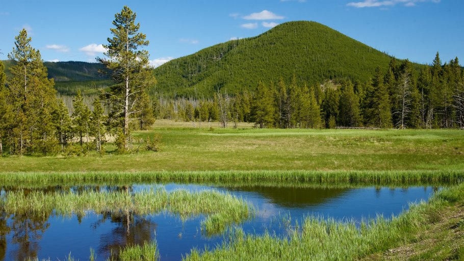 Йеллоустонский национальный парк Флора