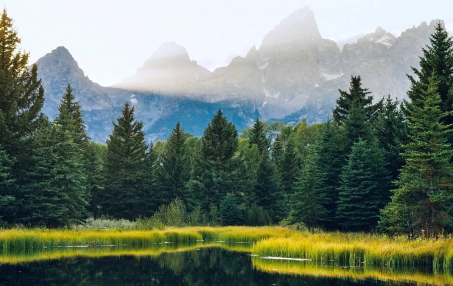 Национальный парк Йеллоустоун Флора