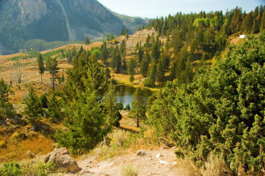 Национальный парк Йеллоустоун животные