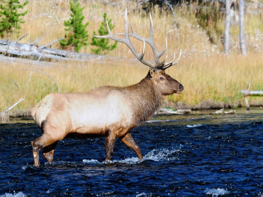 Национальный парк Йеллоустоун волки