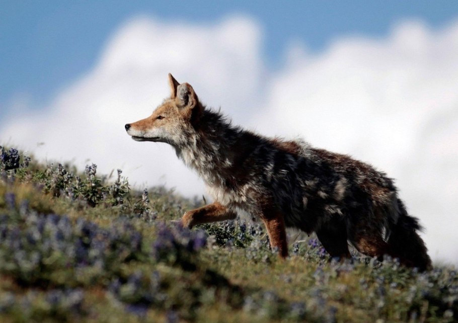 Койот животное