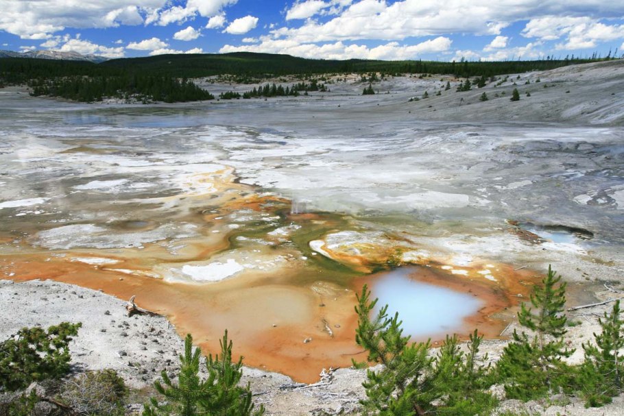 Койот Йеллоустонский парк