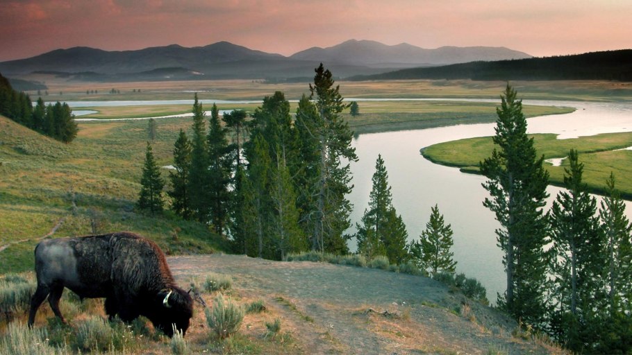 Йеллоустонский парк Лось