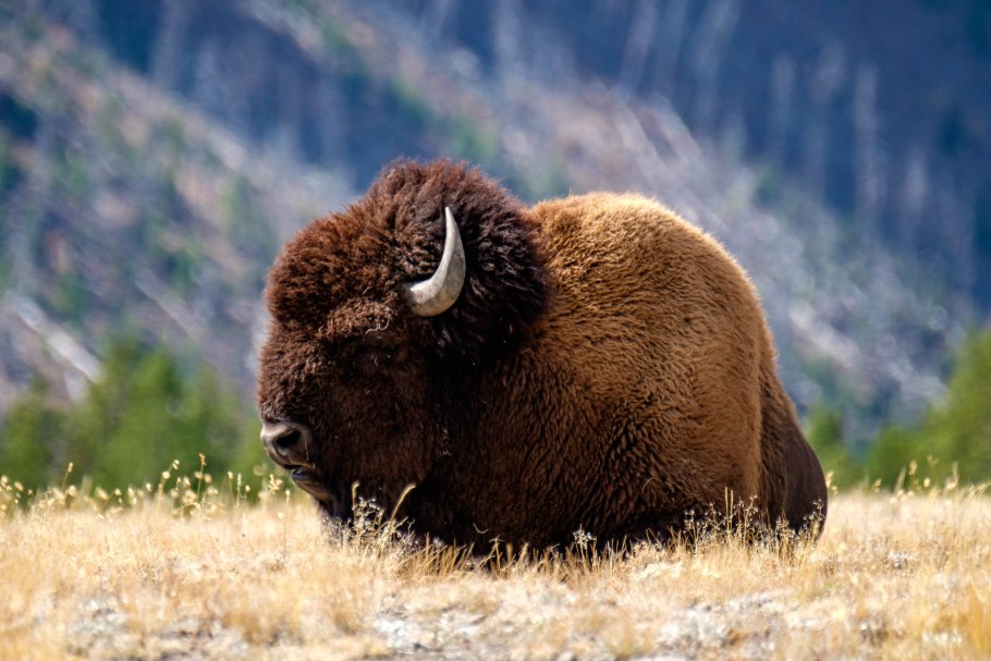 Монтана Йеллоустоун