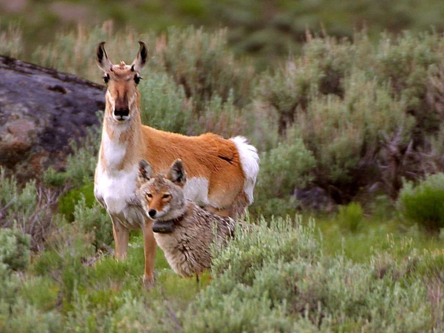 Штат Монтана Йеллоустоун