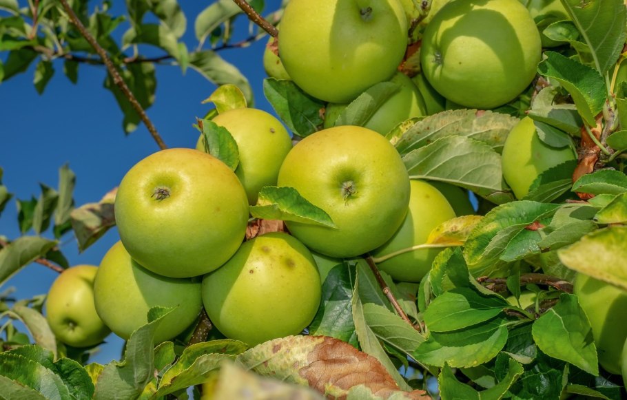 Сорт яблони Исеть белая