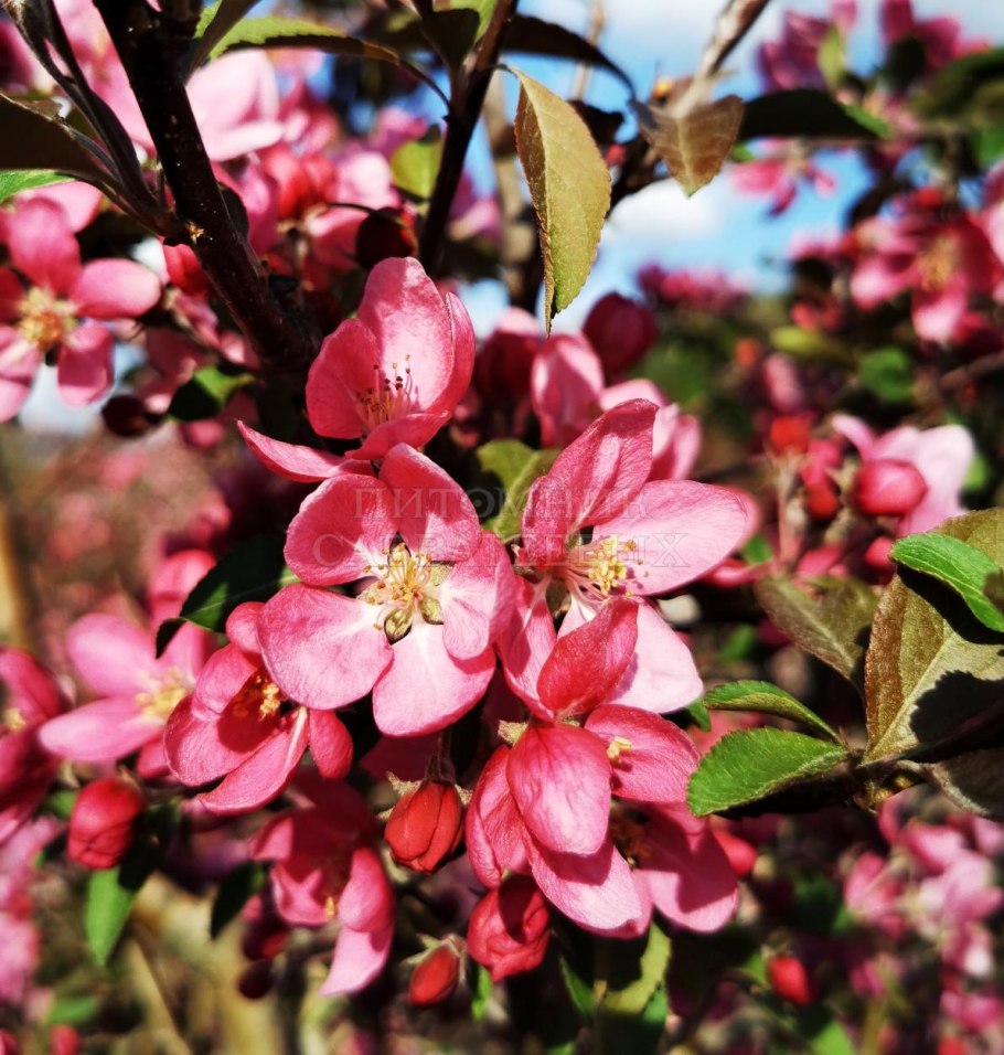 Яблоня декоративная Hopa