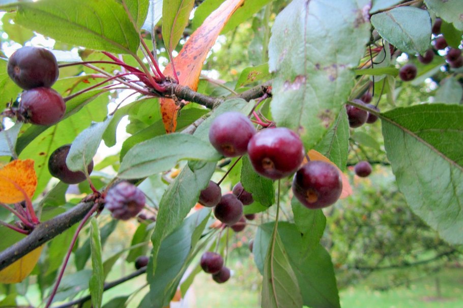 Яблоня Malus Profusion