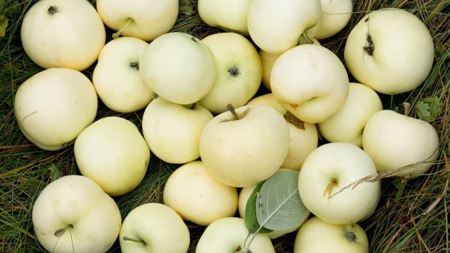 Яблоко в Англии