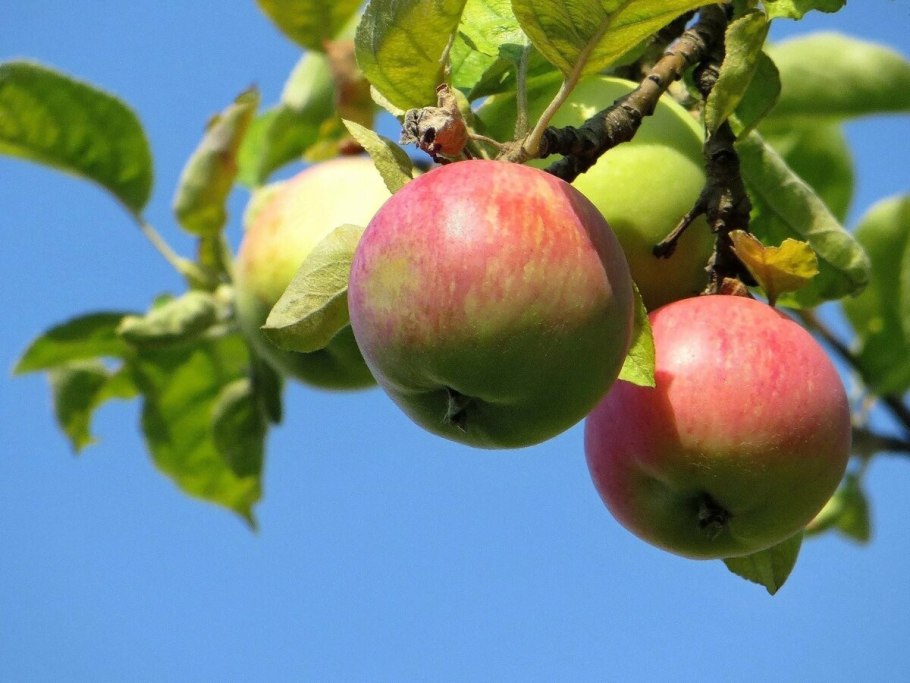 Яблоки Лиголь