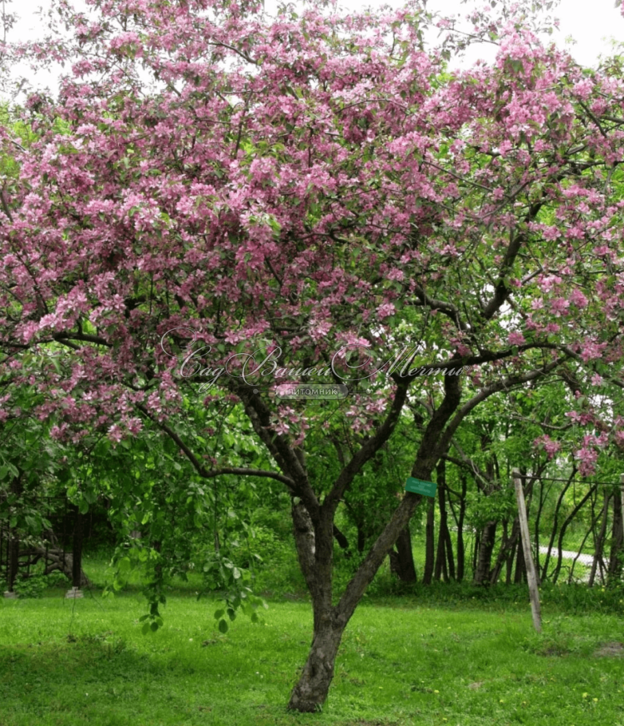 Яблоня хопа Malus Hopa